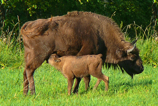 Wisentkuh mit Kalb (Bison bonasus)